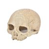 Fish Tank Aquarium Decoration Spider Lizard Snake Python Skull Breeding House Hiding Ornament