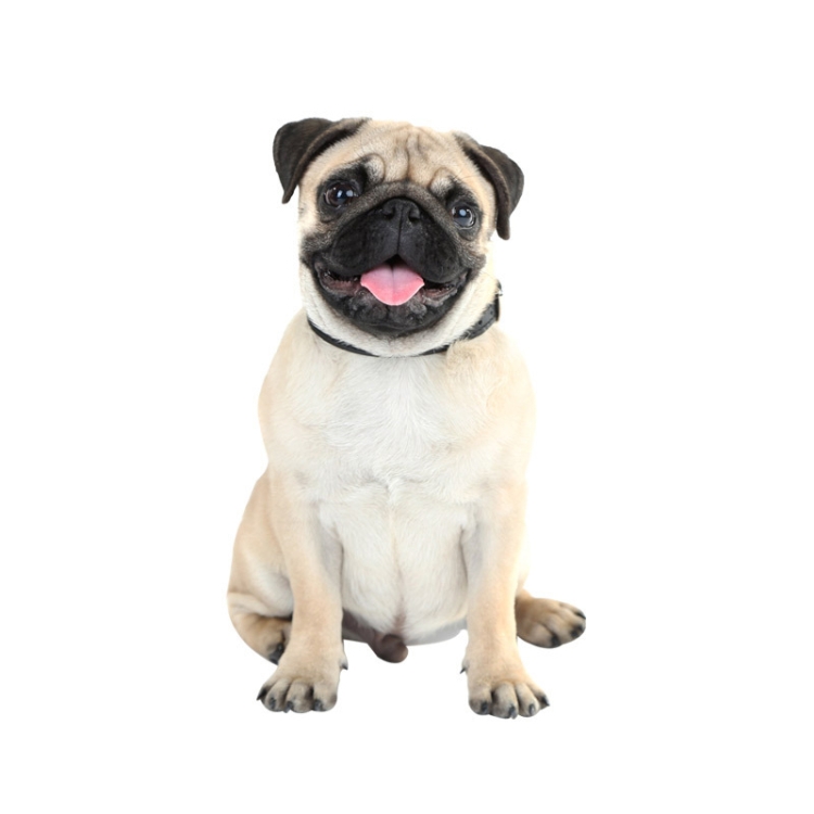 3D Simulation Dog Car Stickers Rain-Proof Sunscreen Car Sticker Scratch Shaving Decoration Stickers