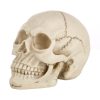 Skull Head Hallowmas Prop Gadget Display, Size: 19(L) x 13(W) x 14cm(H)