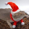 Lizard Crawling Pet Out Christmas Dress Up