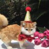 Pets Sequined Bows Hat Christmas Decorations Supplies