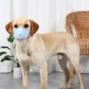 3 PCS Dog Dust And Haze Respirator Mask Pet Protective Mouth Cover