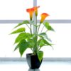 Artificial Flower Calla Plant Potted Home Decoration Green Plant