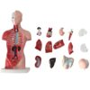 Medical Primary and Secondary Education 26CM Torso Model Human Anatomy Organ Structure Model