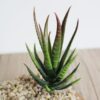 Artificial Mini Aloe Plastic Plants Craft Floristry Landscape Garden Family Office Decoration, Green not Flocked, Flocking Green Red Tip, Flocking Green Yellow Tip