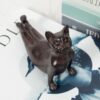 Yoga Cat Animal Figurine Home Decoration Crafts