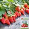 Creamy Red Strawberry Seeds Easily Viable Four Season Home Gardening Potted Strawberry Seeds