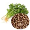 Cilantro Seeds Large Leafy Four Season Easy Planting Balcony Indoor Potted Cilantro Seeds
