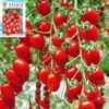 Cherry Tomatoes Fruit Seeds Ultra Sweet Balcony Four Season Potted Small Tomato Seeds