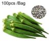 Easy Growing Okra Seeds Four Season Sowing High Yield Fruit Okra Seeds