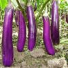 High Yield Purple Red Long Eggplant Seeds Vegetable Seeds