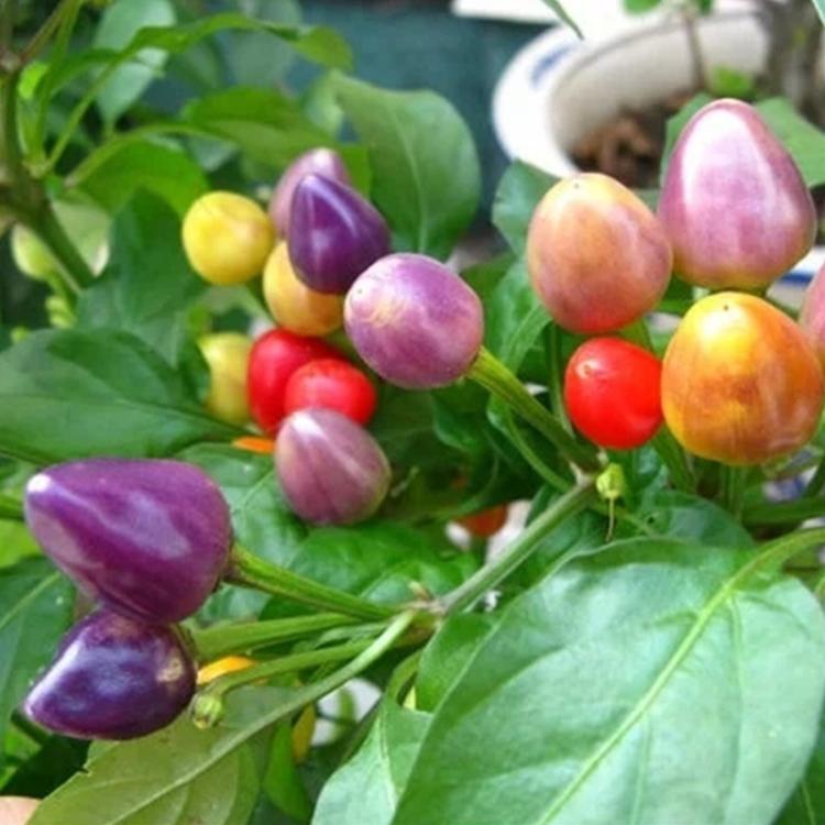 Colorful Pepper Seeds Edible Ornamental Potted Colorful Chili Peppers Seeds