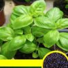 Edible Basil Seeds, New / Old Packaging Ships Randomly