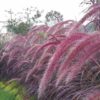 Pennisetum Alopecuroides Seeds Four Seasons Balcony Potted Plants Garden Ornamental Flower Seeds, Package Color Random