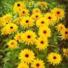 Rudbeckia Perennial Flower Seeds Easy To Grow Indoor Outdoor Balcony Garden Spring Autumn Sowing Seeds, Package Color Random