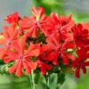 Lychnis Fulgens Seeds Perennial Cut Flowers Seasonal Planting Garden Pots Flower Seeds, Package Color Random