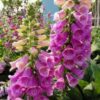 Penstemon Flower Seeds Gardening Flower Bed Landscape Seeds, Package Color Random