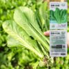 ShouHe Four Seasons Cabbage Seeds Balcony Fall And Winter Planting Potted Vegetables