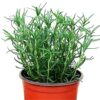 1pack Rosemary Seeds Edible Herb Plant Seeds, Package Random Delivery