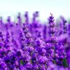 1pack Lavender Seeds Narrow Leaf Provence Flower Seeds, Package Random Delivery