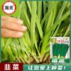 JieMei White Root Broadleaf Leek Seeds Balcony Seasonal Planting Large Leaf Leek