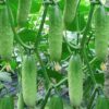 Fruit Cucumber Seeds Four Seasons Garden Balcony Potted Vegetable Cucumber Seeds, Package Color Random