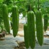 Four Seasons Vegetable Seeds Collection For Balcony Garden Sowing Seeds