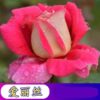 50pcs / Pack Rose Seeds Balcony Potted Flower Seeds