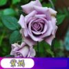 50pcs / Pack Rose Seeds Balcony Potted Flower Seeds