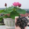 Hydroponic Lotus Seeds Non-Bowl Lotus Seeds