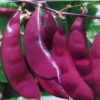 Purple Haricot Vegetable Seeds Home Garden Cultivation Growing Simple Flesh Thick Seeds, Package Random Shipment