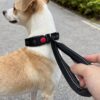 Dog Collar With Integrated Control Handle Heavy Duty Nylon Leash With Safety Lock Buckle For Medium Large Dogs